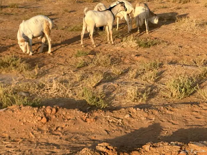 تيوس وبرابر وسواكن ورفيديات مرابي 49