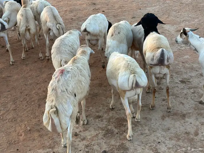 تيوس وبرابر وسواكن ورفيديات مرابي 65