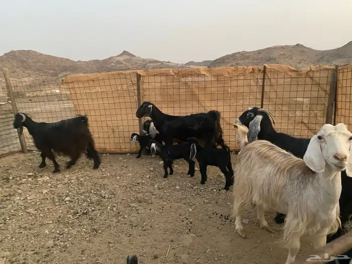 معزاء عوراض 3