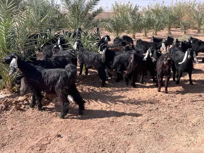 مراح جذعات عوارض للبيع 0