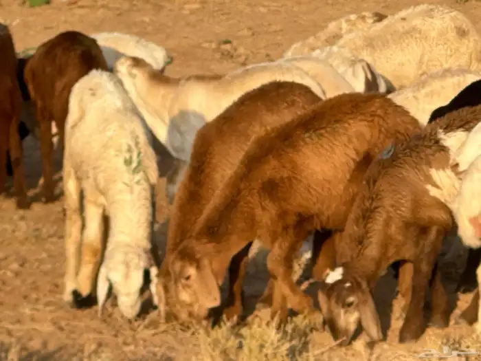 سواكن عدد 17 12