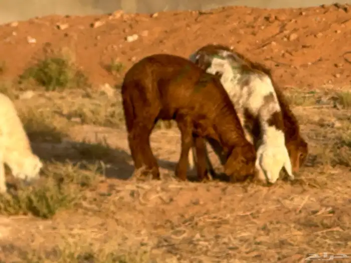 سواكن عدد 17 25