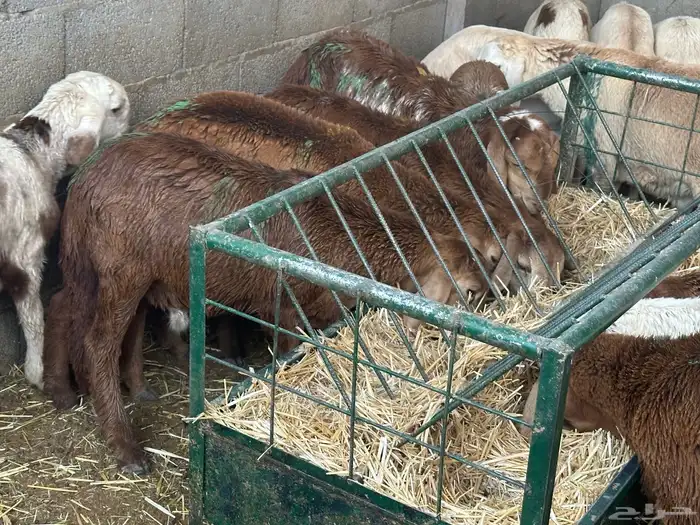 سواكن عدد 17 40