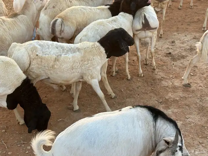 تيوس وبرابر وسواكن ورفيديات مرابي 69