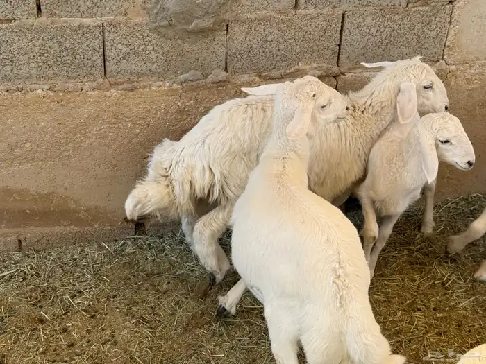 ذبايح حري و داغور سواكني 2