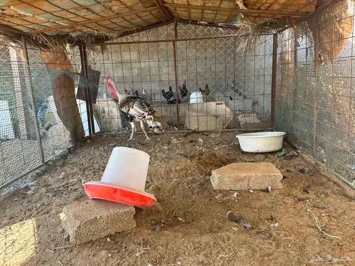 القصيم البدايع 0