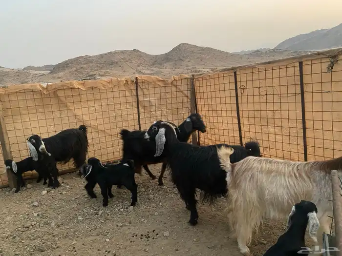 معزاء عوراض 6