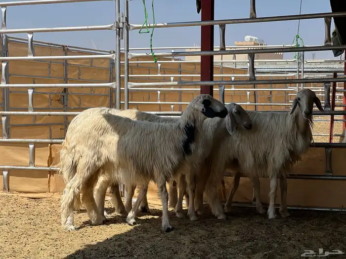 خمس رخال صفر وبرص مقاني كفو (تم البيع) 2