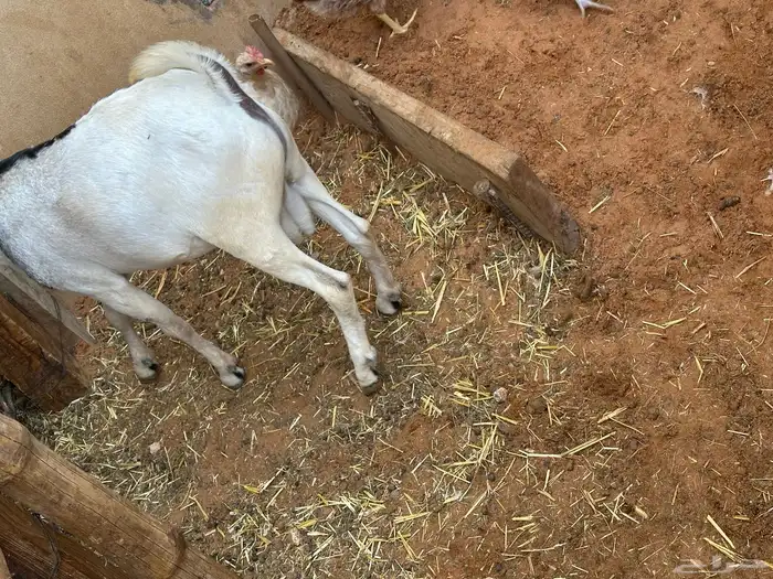 تيوس وبرابر وسواكن ورفيديات مرابي 3