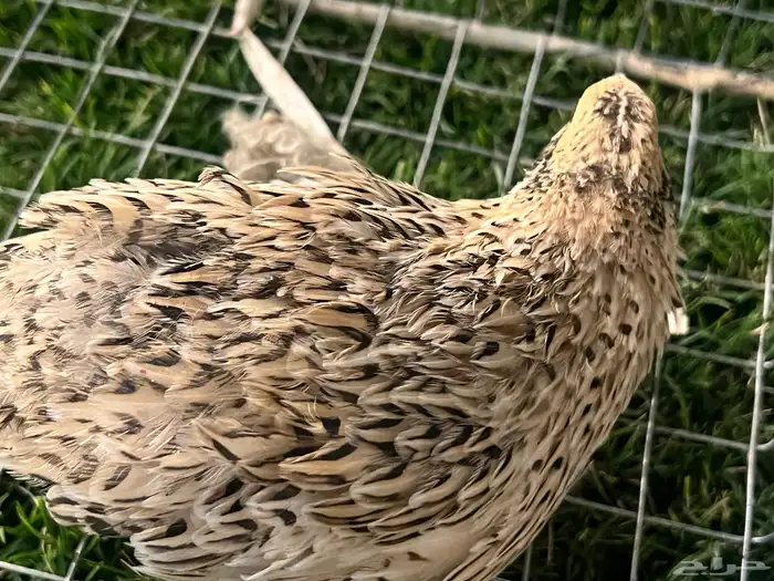 سمن فري بلدي لا البيع كبار وسمان وا الي بيها انتاج ذكر ونثئ 2