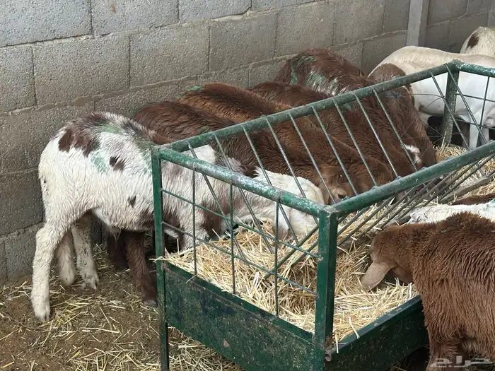 سواكن عدد 17 41