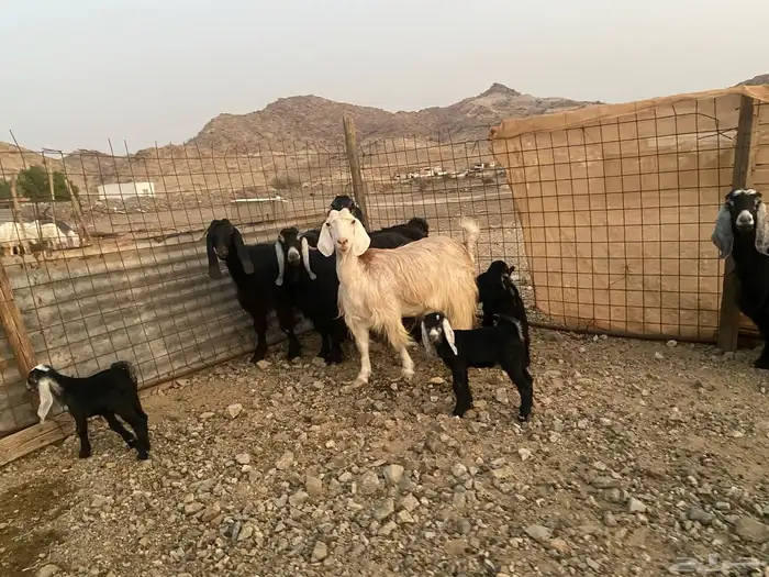 معزاء عوراض 9