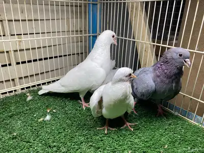 جوز صنعاوي اصيل index