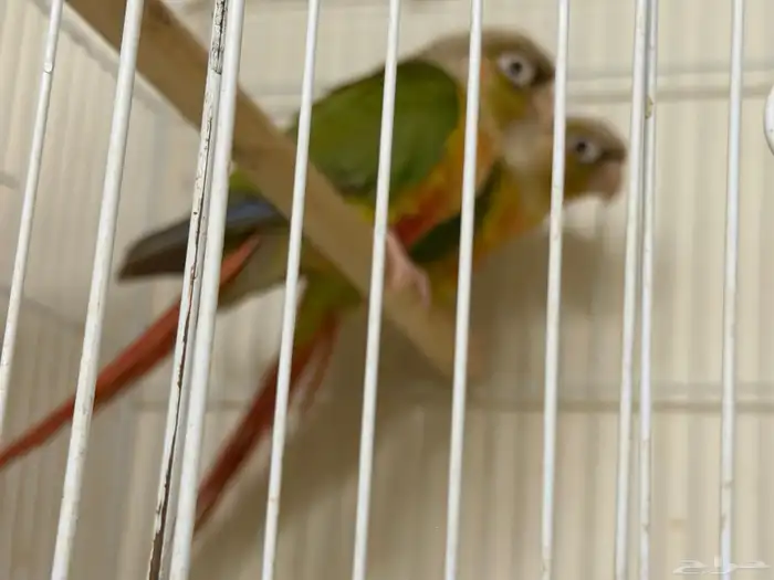 جوز اناناس منتج ومشروط 0