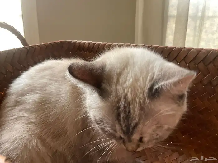 قطه للبيع فقط ب250 1