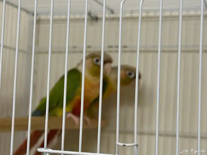 جوز اناناس منتج ومشروط 2