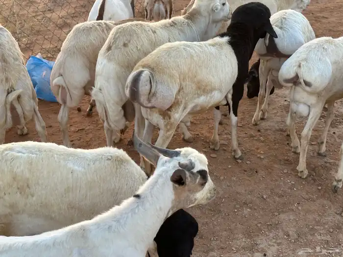 تيوس وبرابر وسواكن ورفيديات مرابي 64