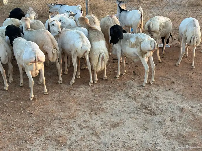 تيوس وبرابر وسواكن ورفيديات مرابي 79