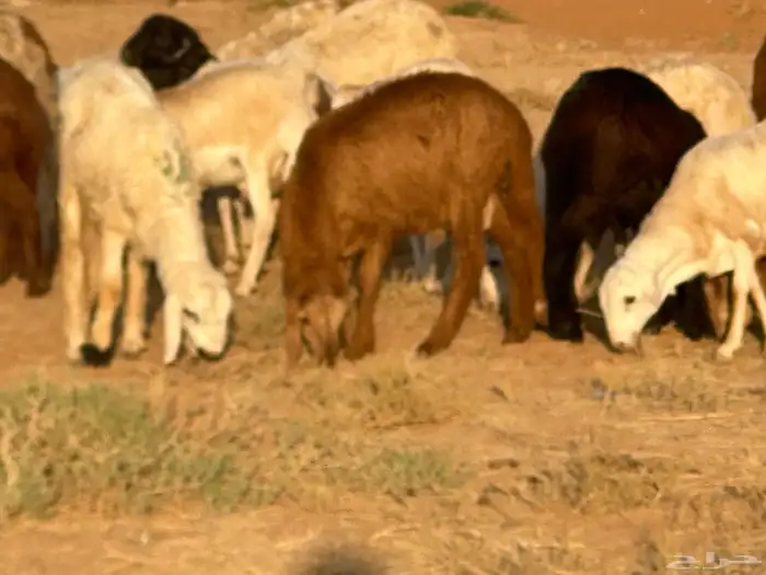 سواكن عدد 17 20