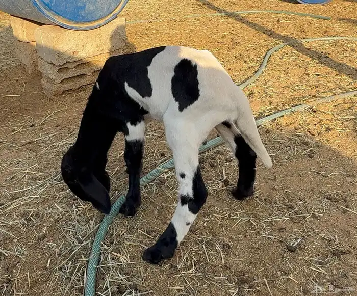 ذبايح حري و داغور سواكني 11