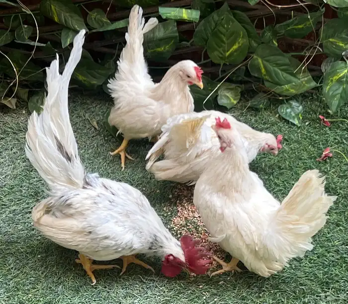 دجاج جبنيز للبيع 4