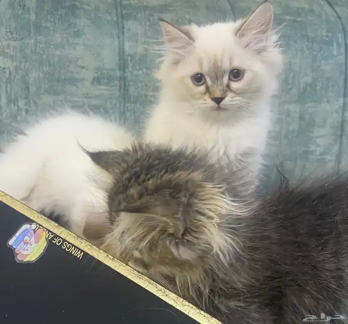 قطط كيتن للتبنى برسوم 4