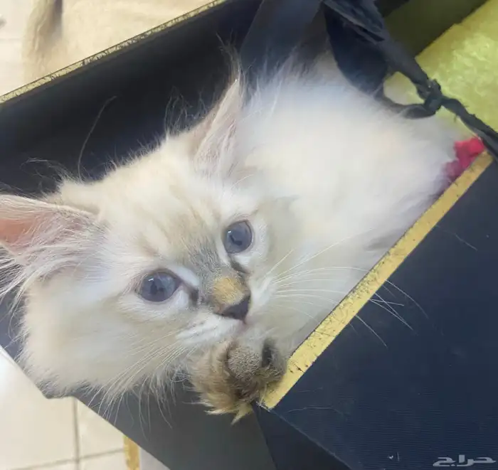 قطط كيتن للتبنى برسوم 3