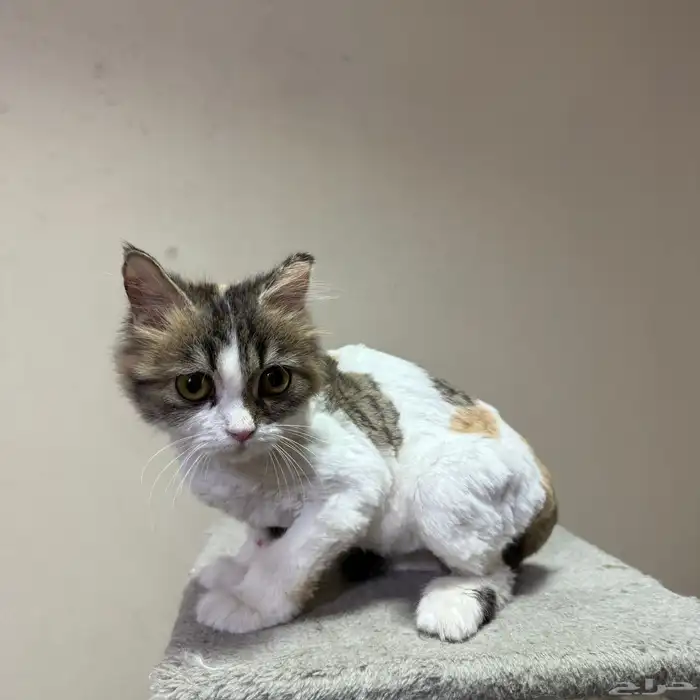 قطة للتبني شيرازي 0