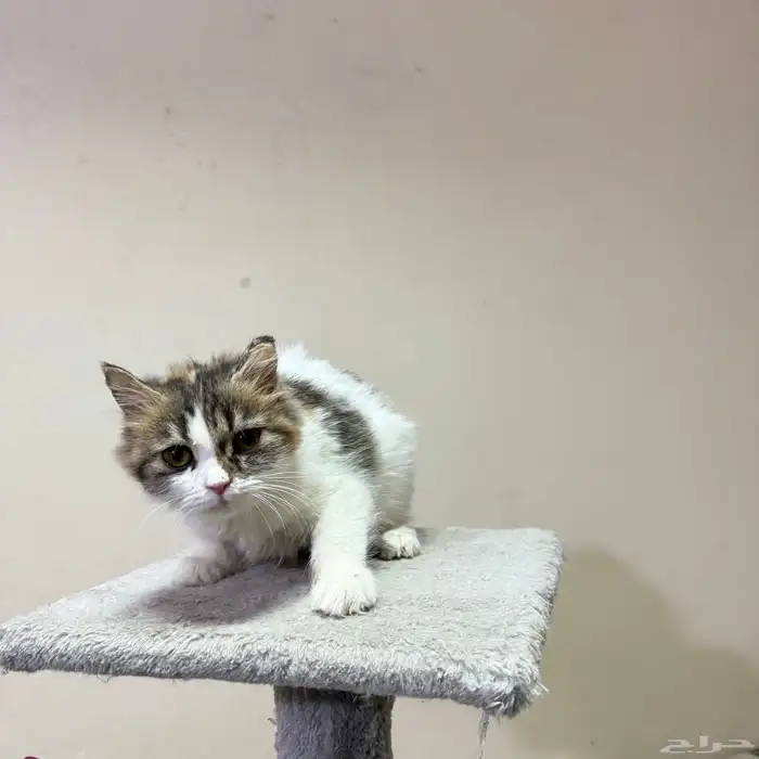 قطة للتبني شيرازي 5