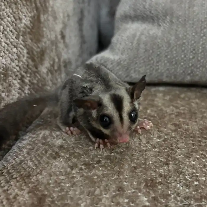 سنجاب طائر( شوقر قلايدر ) 1