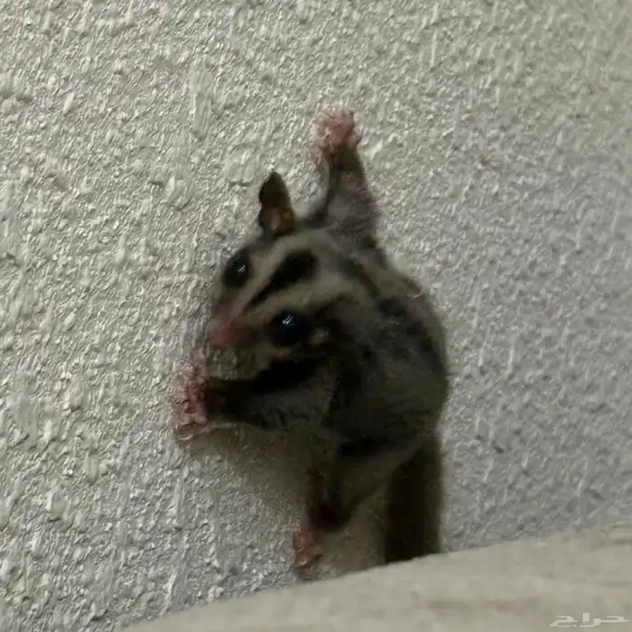 سنجاب طائر( شوقر قلايدر ) 4