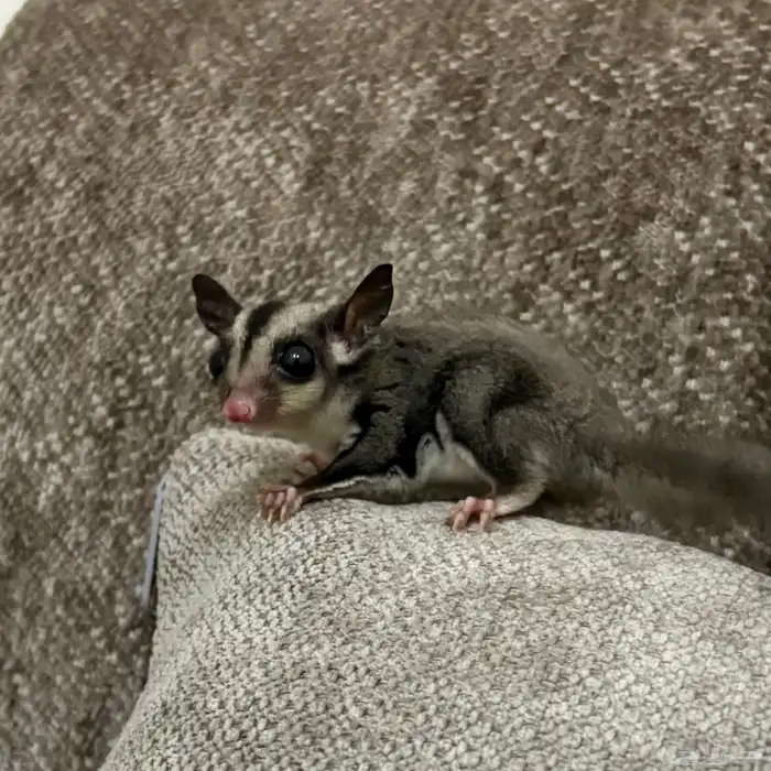 سنجاب طائر( شوقر قلايدر ) 0