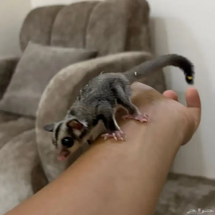 سنجاب طائر( شوقر قلايدر ) 3