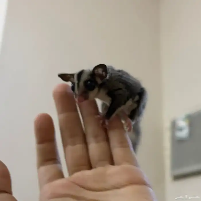 سنجاب طائر( شوقر قلايدر ) 2