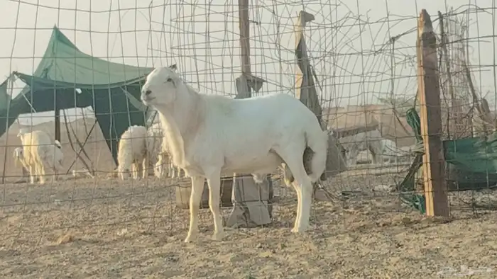 فحل رفيدي للبيع 5