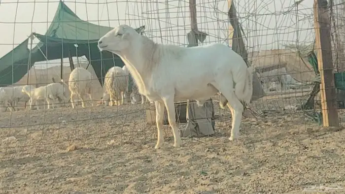 فحل رفيدي للبيع 3