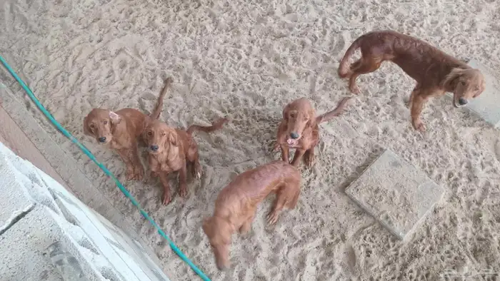 كلاب للبيع عمرها 3 شهور 1