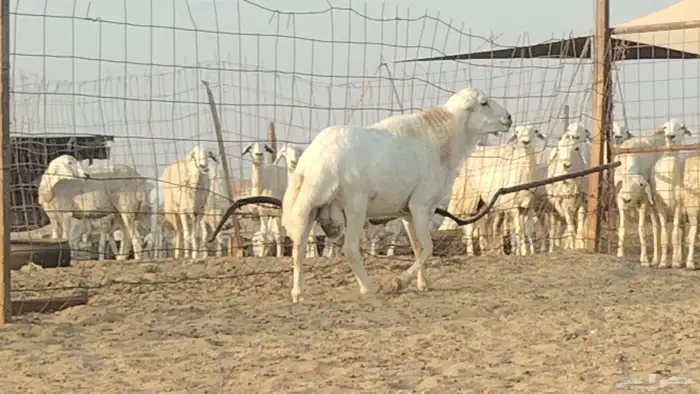 فحل رفيدي للبيع 8