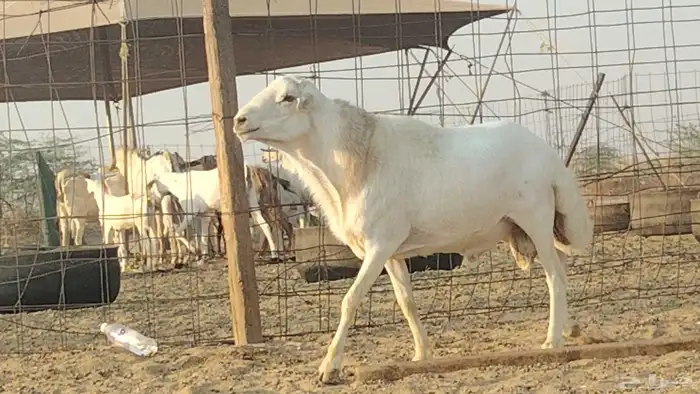 فحل رفيدي للبيع 7