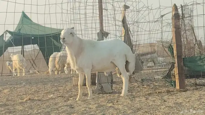 فحل رفيدي للبيع 2