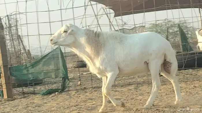 فحل رفيدي للبيع 1