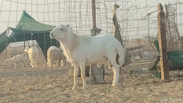 فحل رفيدي للبيع 4