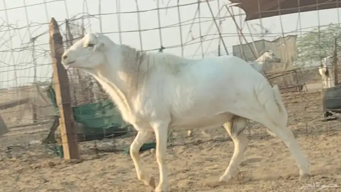 فحل رفيدي للبيع 0