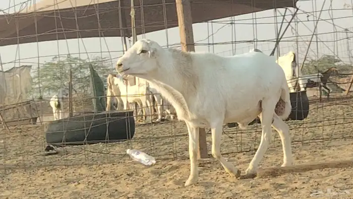 فحل رفيدي للبيع 9