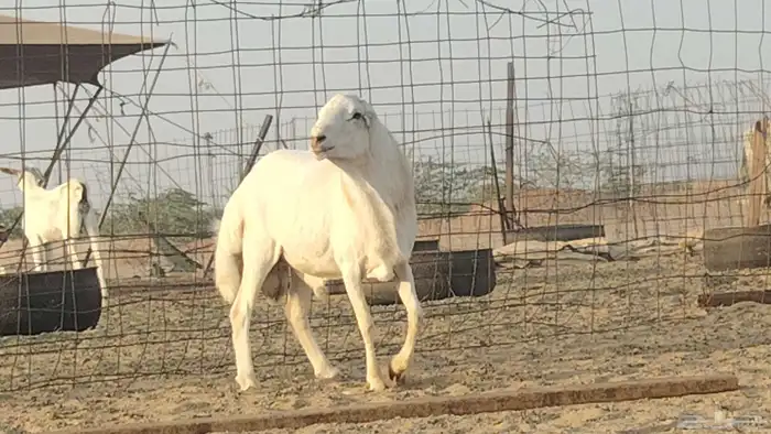 فحل رفيدي للبيع 6