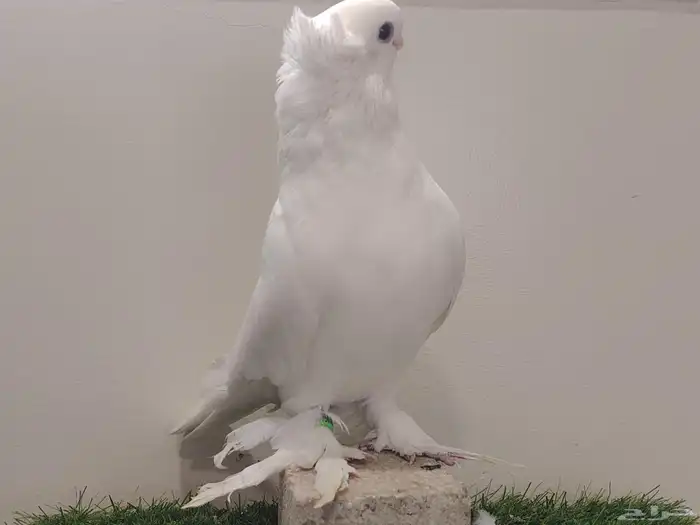 حمام صفاقي ابيض صك 3