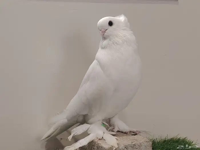 حمام صفاقي ابيض صك 1