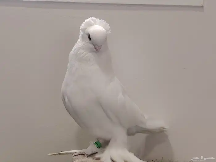 حمام صفاقي ابيض صك 5