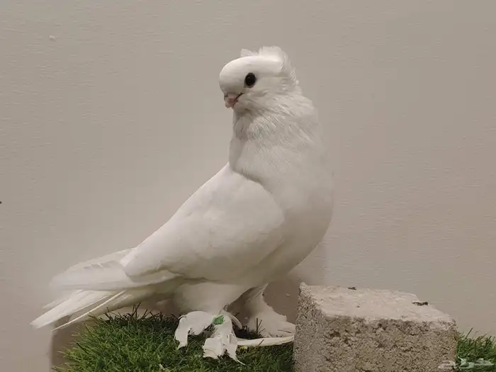 حمام صفاقي ابيض صك 7