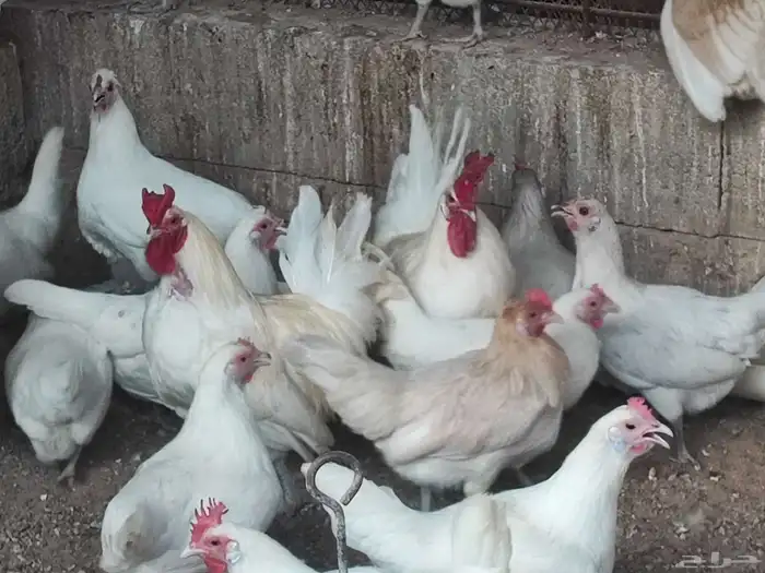 بيض بلدي مخصب الأمهات الوان صافية 0